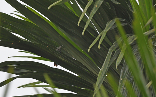 Point-tailed Palmcreeper (Berlepschia rikeri), photo 10