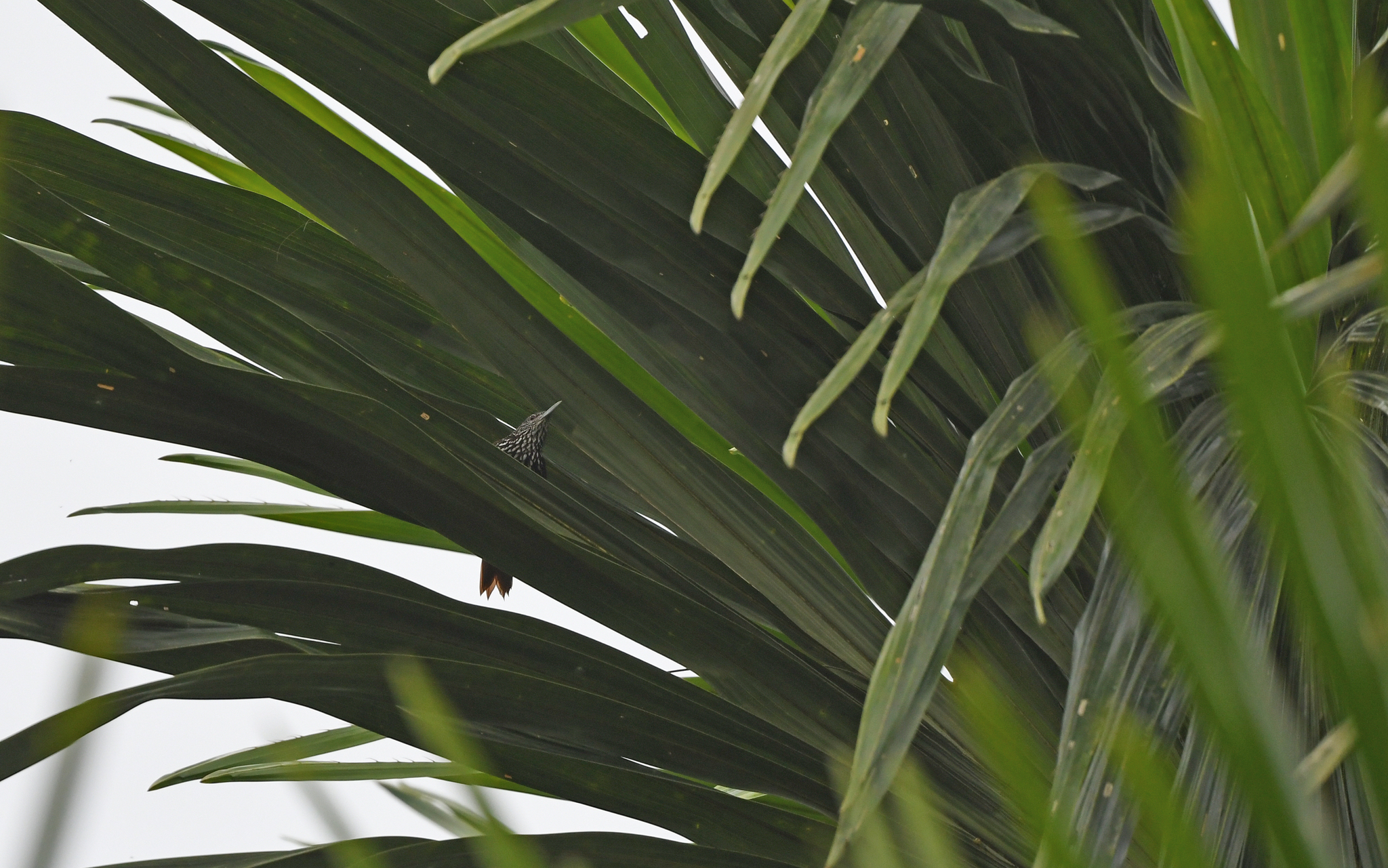 Point-tailed Palmcreeper (Berlepschia rikeri), photo 9