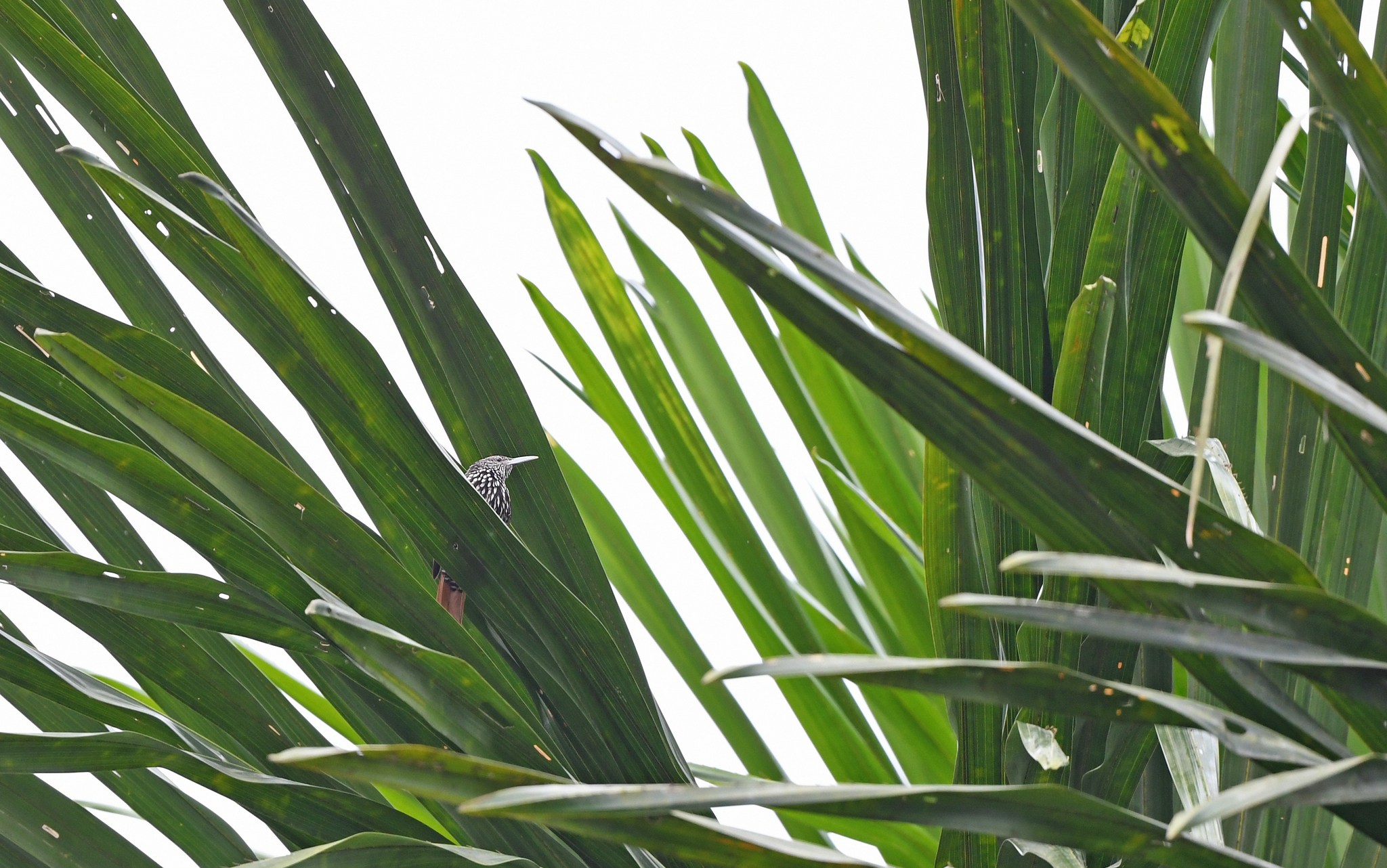 Point-tailed Palmcreeper (Berlepschia rikeri), photo 10