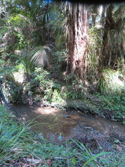 Freycinetia banksii