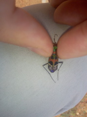Cicindelina