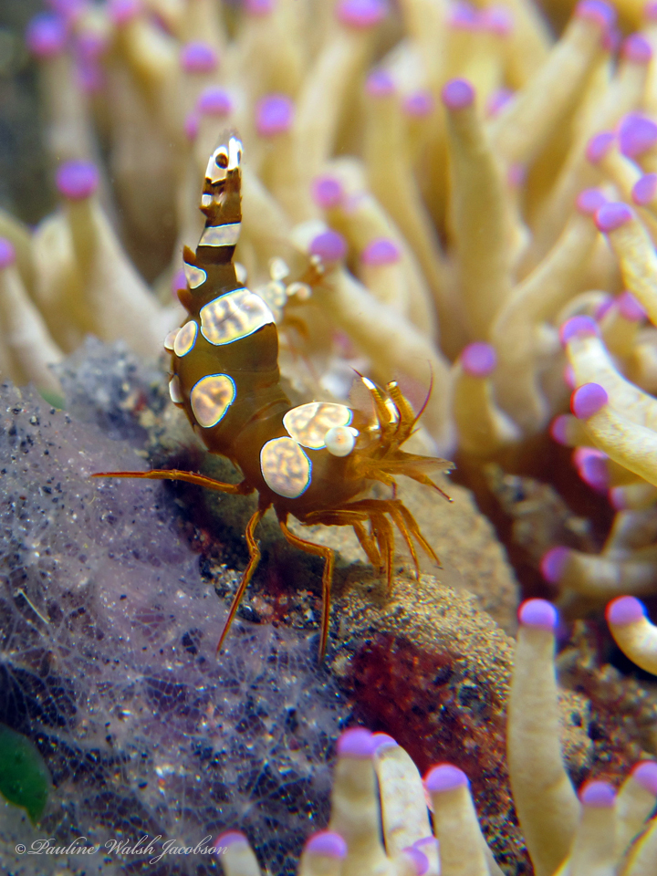 Squat anemone shrimp