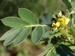 Senna uniflora