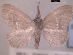 Monoleuca longifascia