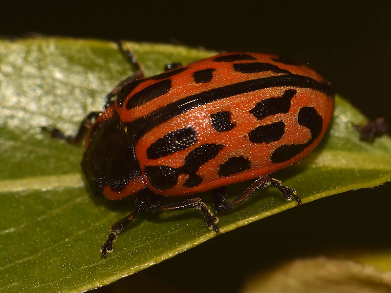 Spotted Willow Leaf Beetle from Мужља, Зрењанин, Србија on March 22