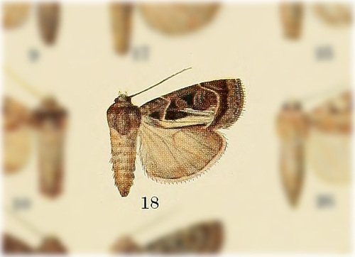 Bottom-striped Dart