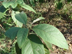 Solanum erianthum