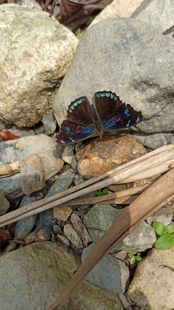 Orophila cecidas