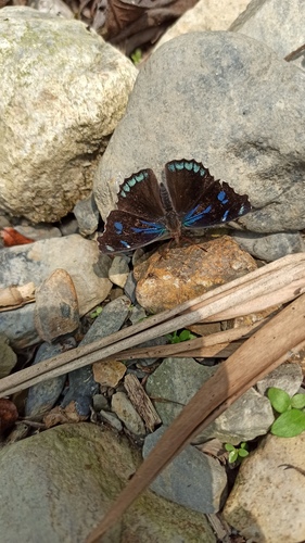 Orophila cecidas