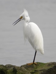 Egretta thula