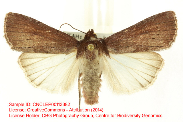 Tesagrotis amia