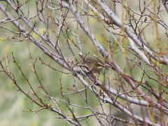 Phylloscopus sindianus