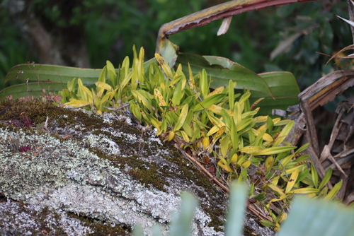 Bulbophyllum sandersonii, photograph 4