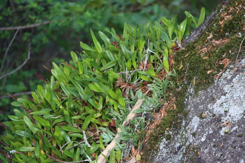 Image of Bulbophyllum sandersonii by (c) Tony Rebelo, some rights reserved (CC BY-SA)