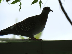 Columba guinea