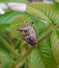 Edessa leucogramma