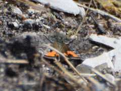 Archiearinae