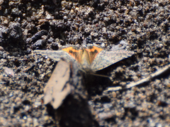 Archiearinae