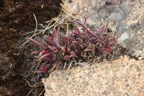 Cyanotis lapidosa (Cyanotis lapidosa)