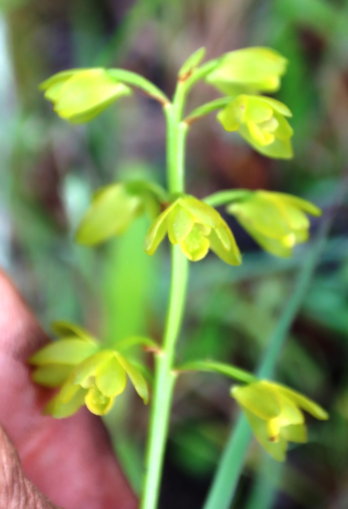 Eulophia chlorantha