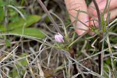 Anemone okennonii