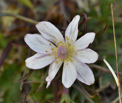 Anemone okennonii