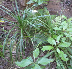 Freycinetia banksii