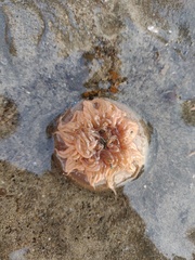 Paracondylactis sinensis