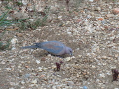 Streptopelia senegalensis