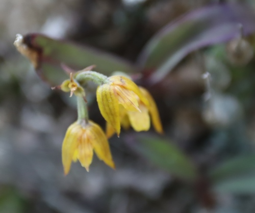 Ngome Snout Orchid (Polystachya ngomensis)