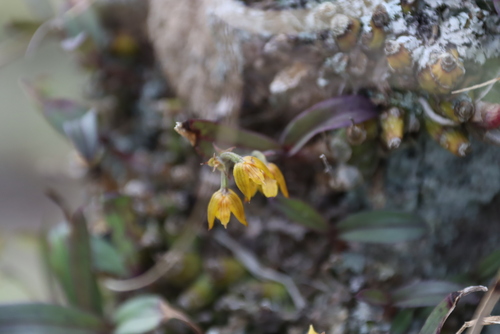 Image of Ngome Snout Orchid by (c) Tony Rebelo, some rights reserved (CC BY-SA)