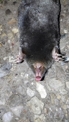 Talpa occidentalis
