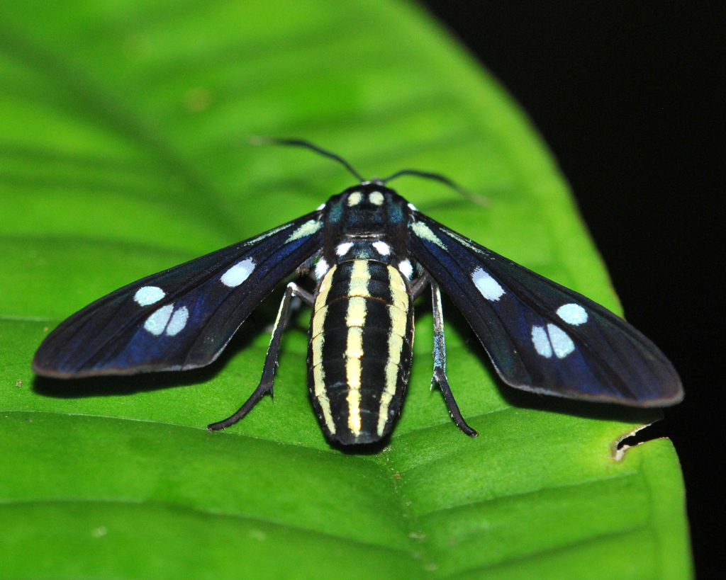 Calonotos longipennis