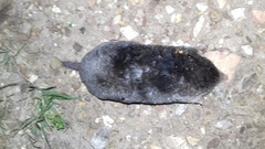 Talpa occidentalis