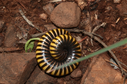 Kesarund Insect Photo 332539751, (c) tjeerd, some rights reserved (CC BY-NC), uploaded ...