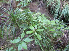 Freycinetia banksii
