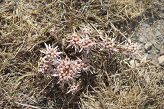 Euphorbia radians