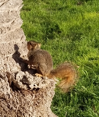 Sciurus niger