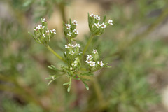 Ammoselinum popei
