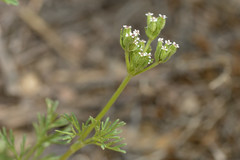 Ammoselinum popei