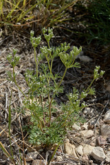 Ammoselinum popei