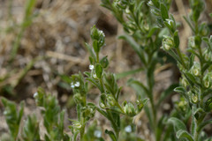 Lappula occidentalis cupulata