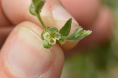 Lappula occidentalis cupulata