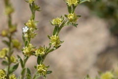 Lappula occidentalis cupulata