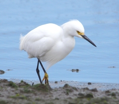Egretta thula