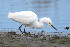 Egretta thula