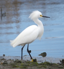 Egretta thula