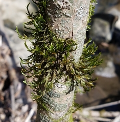 Forsstroemia trichomitria