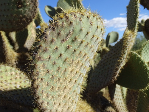 Image of Opuntia leucotricha by (c) Ulises Pinedo, some rights reserved (CC BY)