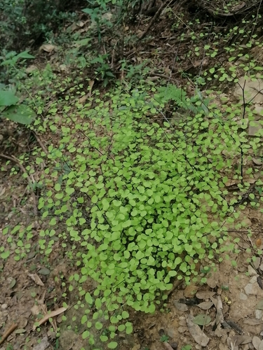 Image of Adiantum tricholepis by (c) Erick Vélez Sánchez, some rights reserved (CC BY)